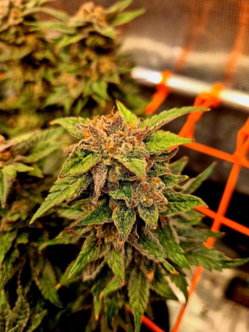 F026 - The Tropical Ice Cream One (USA). Week 16