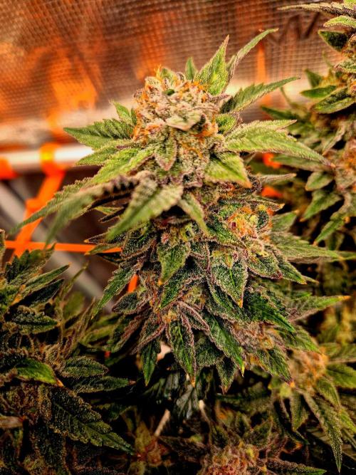 F026 - The Tropical Ice Cream One (USA). Week 16