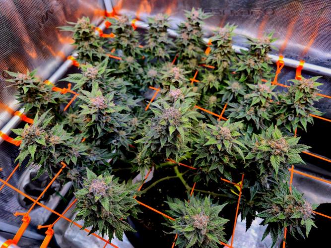 F026 - The Tropical Ice Cream One (USA). Week 16