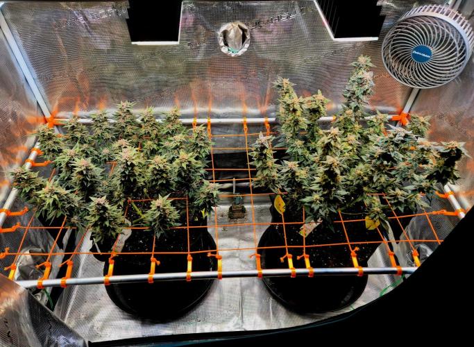 F026 - The Tropical Ice Cream One (USA). Week 16