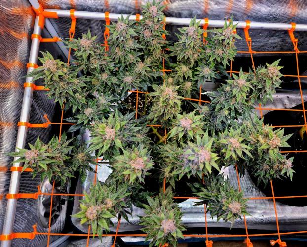 F026 - The Tropical Ice Cream One (USA). Week 16