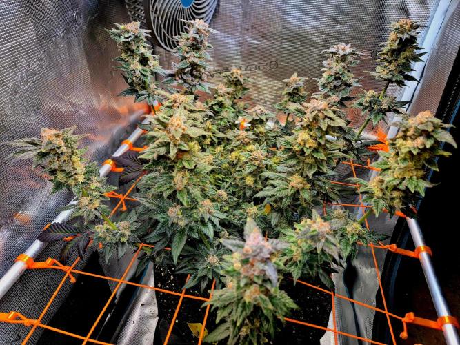 Rainbow Hitter. Week 16