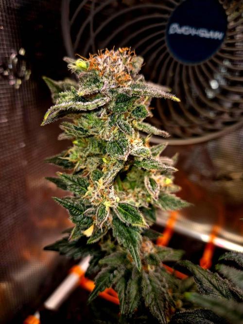 Rainbow Hitter. Week 16