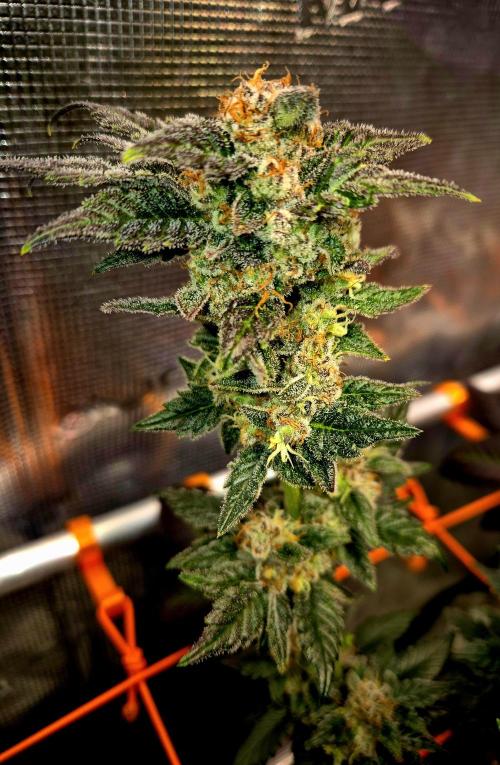 Rainbow Hitter. Week 16