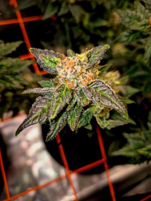 Rainbow Hitter. Week 16