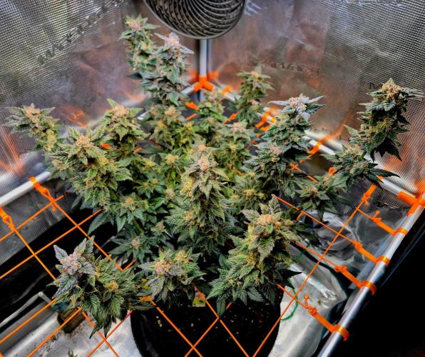 Rainbow Hitter. Week 16