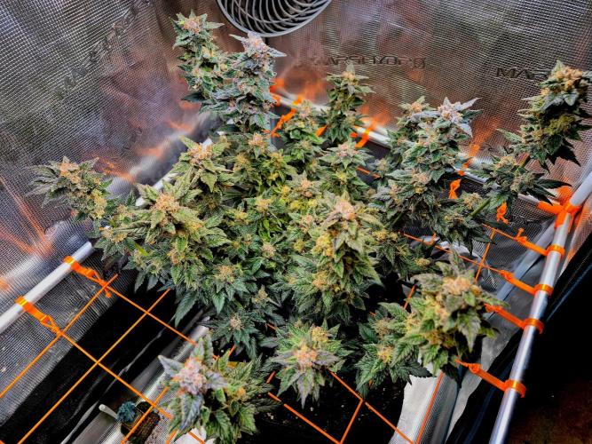 Rainbow Hitter. Week 16