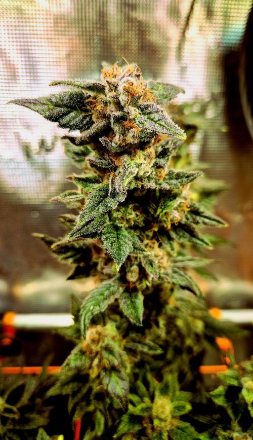 Rainbow Hitter. Week 16