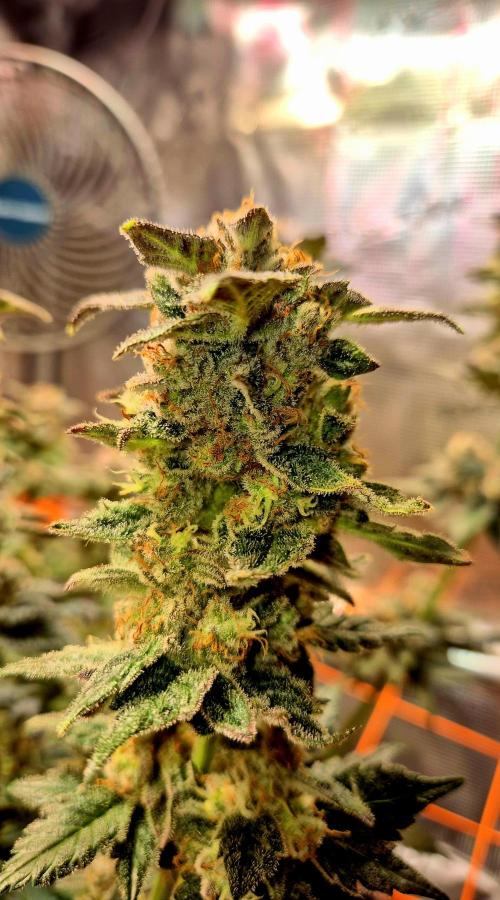 Rainbow Hitter. Week 16