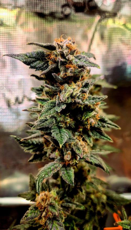 Rainbow Hitter. Week 16