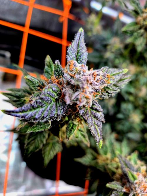 Rainbow Hitter. Week 16