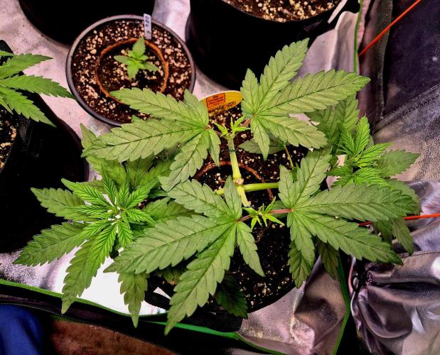 Purple overload (CCG) Sensible Seeds. Week 5