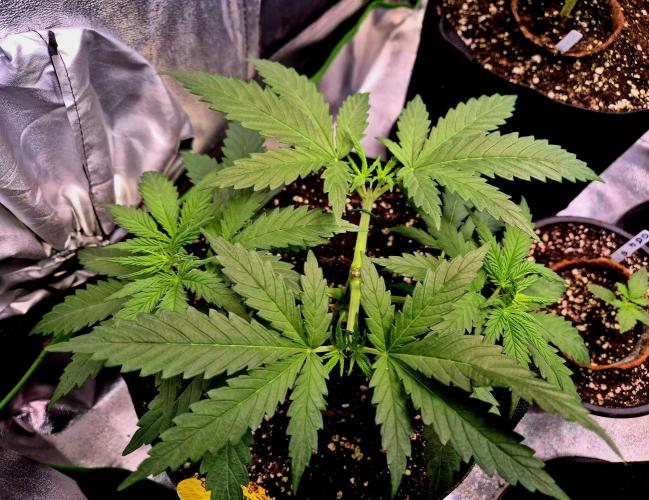 Wedding Cake (CCG) Sensible Seeds. Week 5