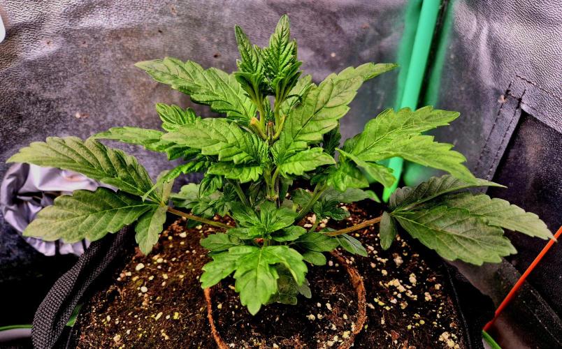 Papaya Stank (Elfi). Week 5