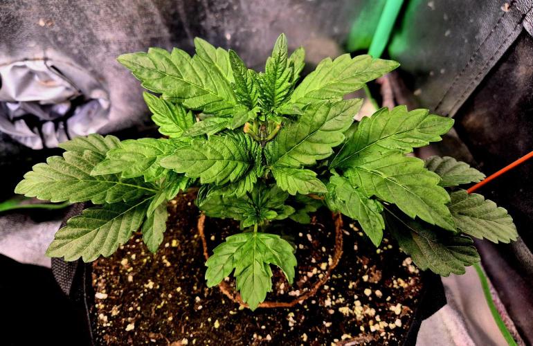 Papaya Stank (Elfi). Week 5