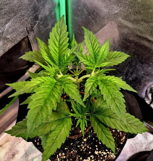 Pink Rozay Original Sensible Seeds. Week 5