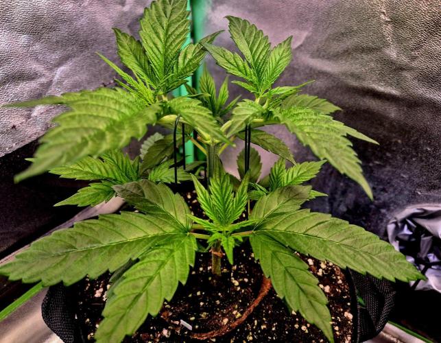 Pink Rozay Original Sensible Seeds. Week 5