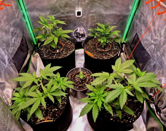 Pink Rozay. Week 5