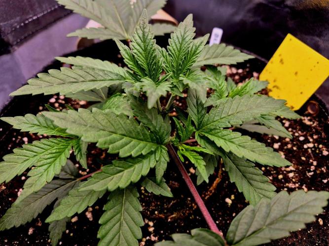 Blue Zushi Dutch Passion. Week 3