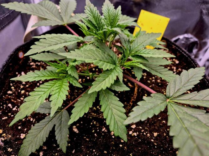 Blue Zushi Dutch Passion. Week 3
