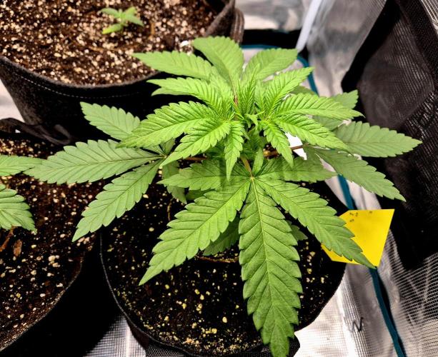Mental Rainbow (CCG) Sweet Seeds. Week 3