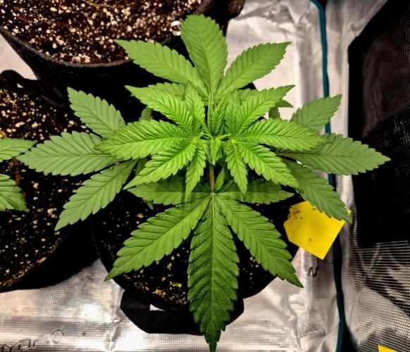 Mental Rainbow (CCG) Sweet Seeds. Week 3
