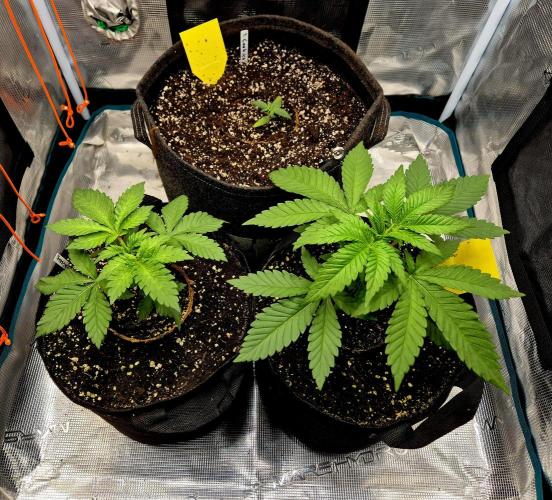 Mental Rainbow (CCG) Sweet Seeds. Week 3