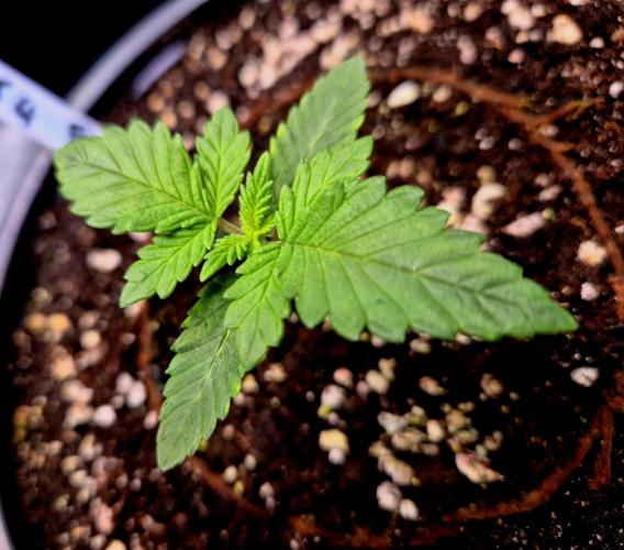 Fast buds (mini grow). Week 2