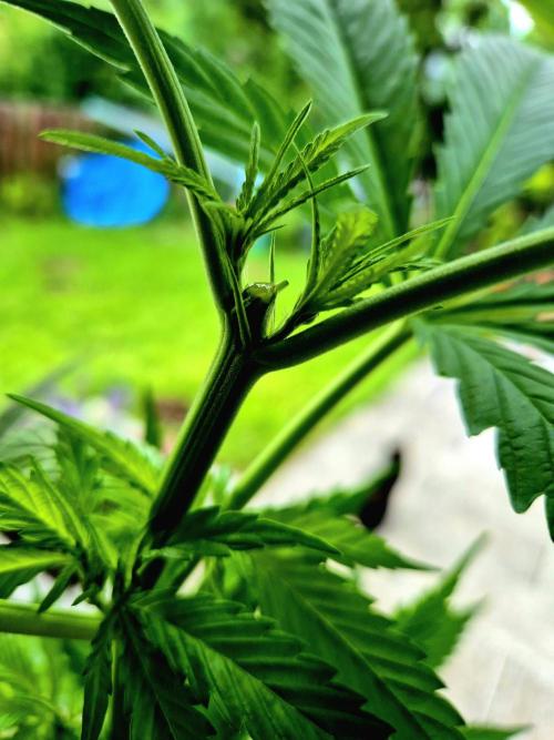 Garbage Lady (Big Mama). Week 11