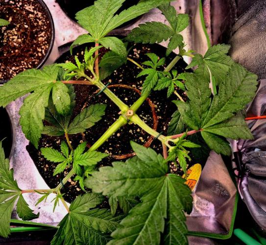 Purple overload (CCG) Sensible Seeds. Week 6