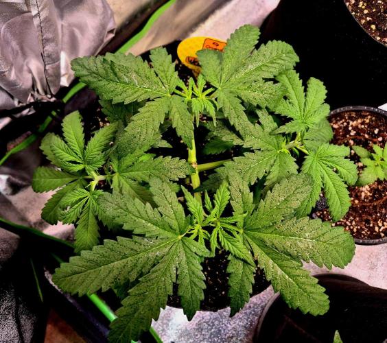 Wedding Cake (CCG) Sensible Seeds. Week 6