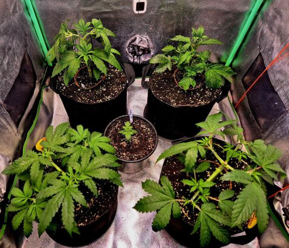 Wedding Cake. Week 6