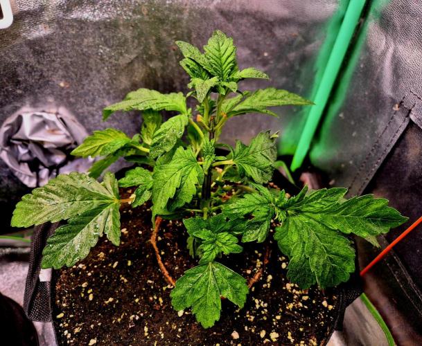 Papaya Stank (Elfi). Week 5