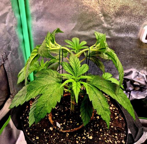 Pink Rozay. Week 5
