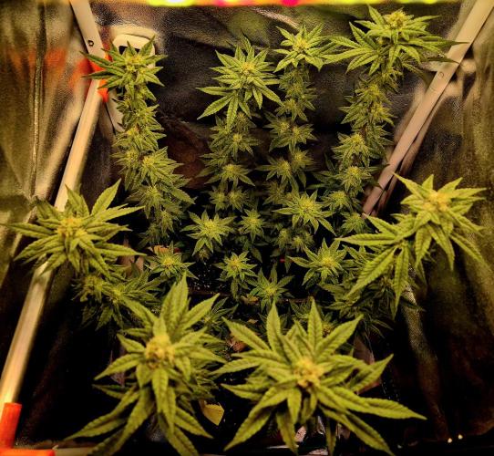 F027 - The Gassy one (USA Genetic '26). Week 12