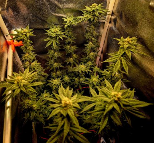 F027 - The Gassy one (USA Genetic '26). Week 12
