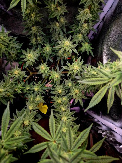 F027 - The Gassy one (USA Genetic '26). Week 12