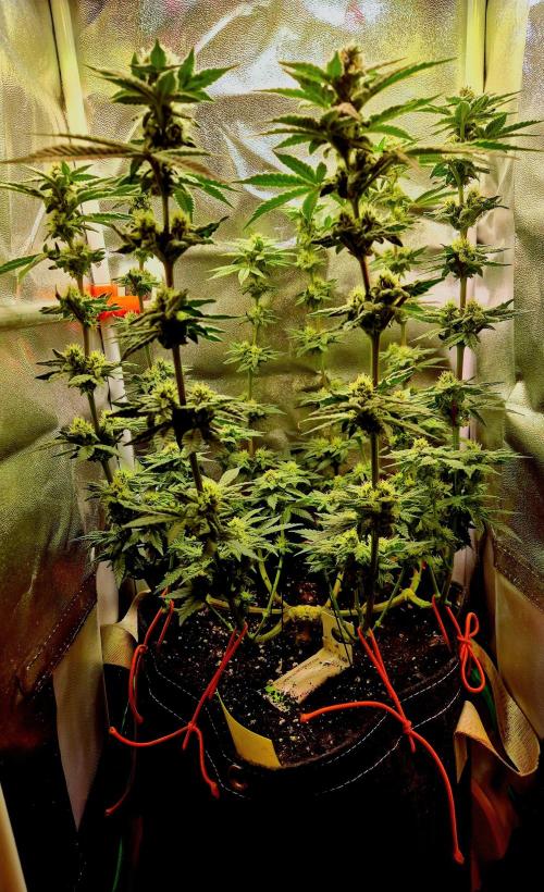F027 - The Gassy one (USA Genetic '26). Week 12