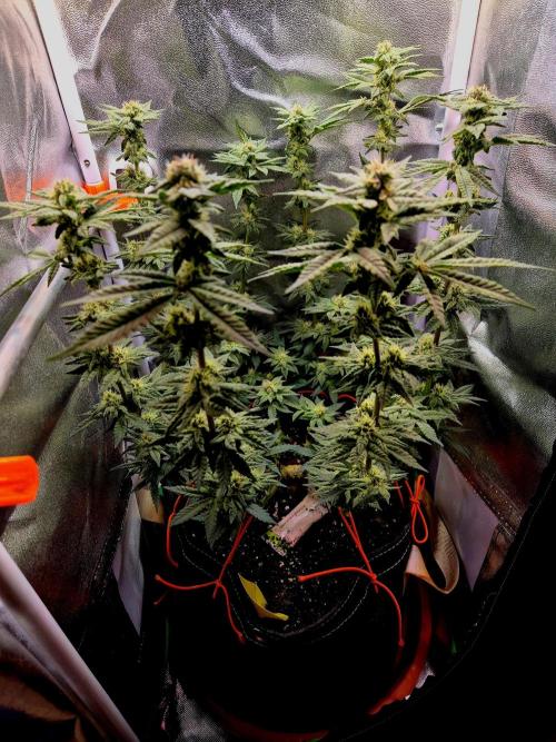 F027 - The Gassy one (USA Genetic '26). Week 12