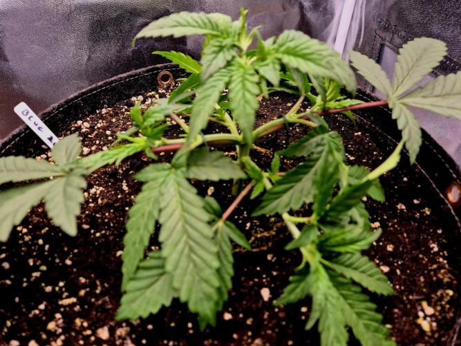 Blue Zushi Dutch Passion. Week 3