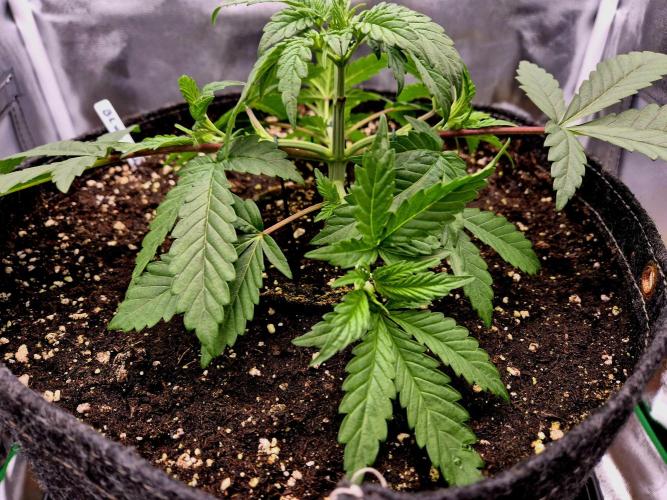 Blue Zushi. Week 3