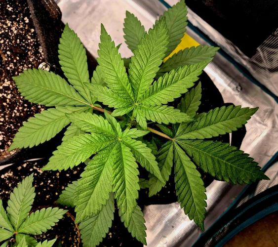 Mental Rainbow (CCG) Sweet Seeds. Week 3