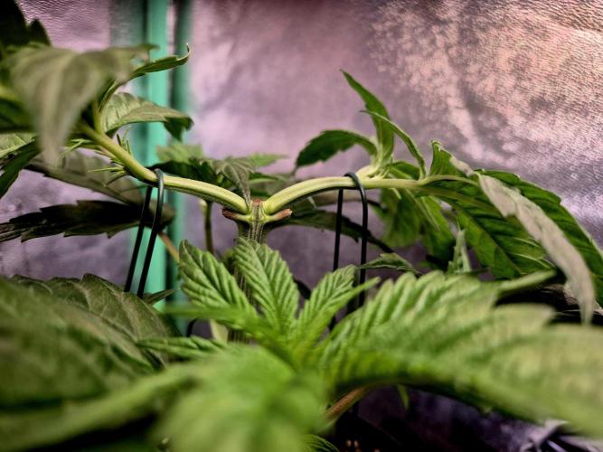 Pink Rozay Original Sensible Seeds. Week 5