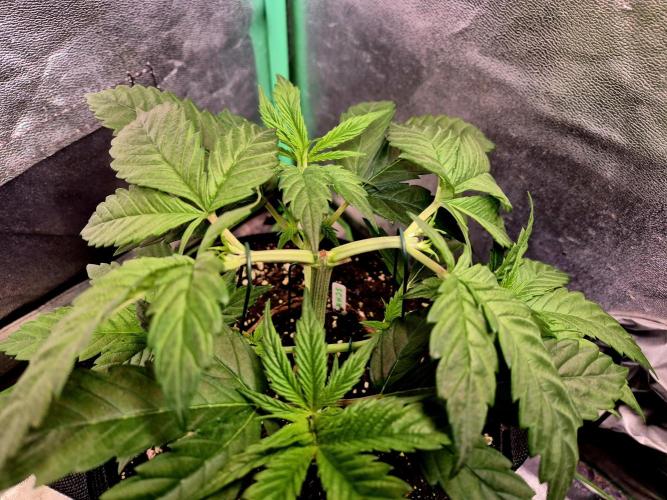 Pink Rozay Original Sensible Seeds. Week 5