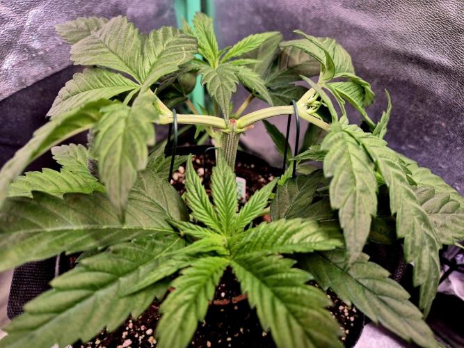 Pink Rozay Original Sensible Seeds. Week 5