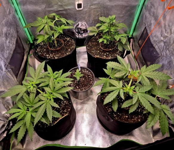 Pink Rozay. Week 5