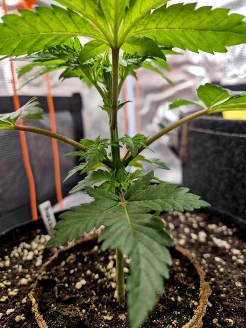 2nd chance. Week 3