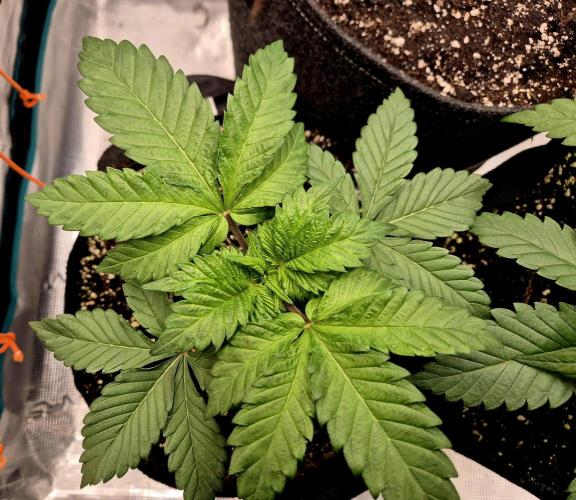 2nd chance. Week 3