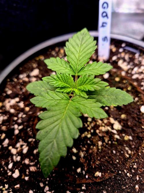 Fast buds (mini grow). Week 2