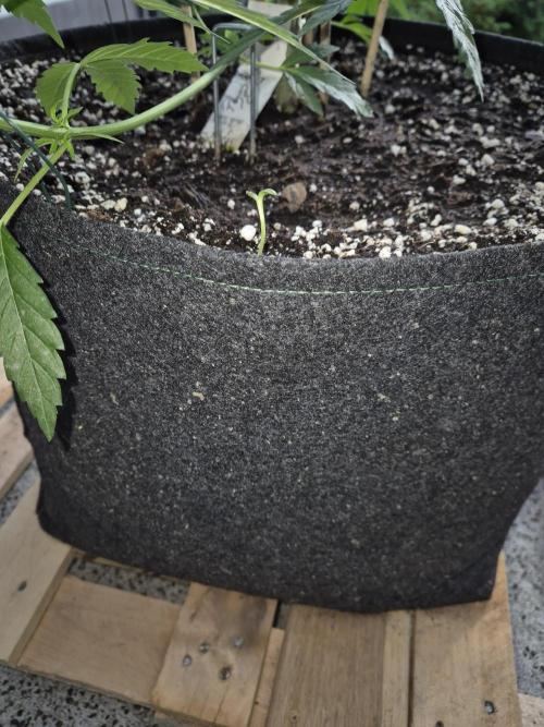 Garbage Lady (Big Mama). Week 11